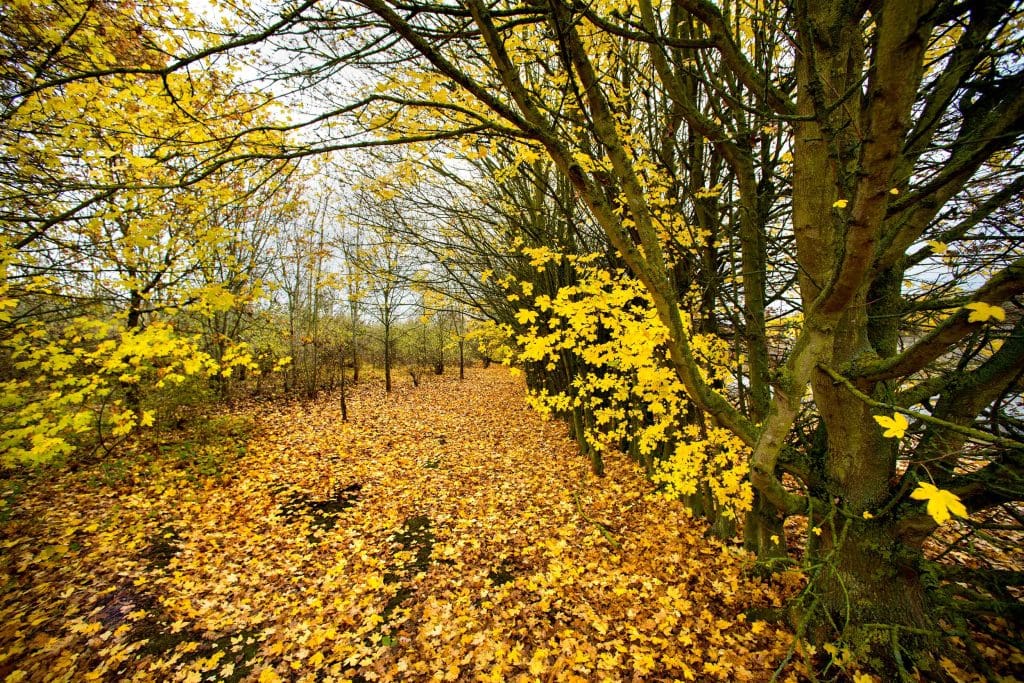 A row of mostly bare trees with yellow and orange autumnal leaves on the floor