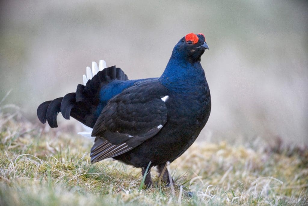 A Black Grouse stood on grass