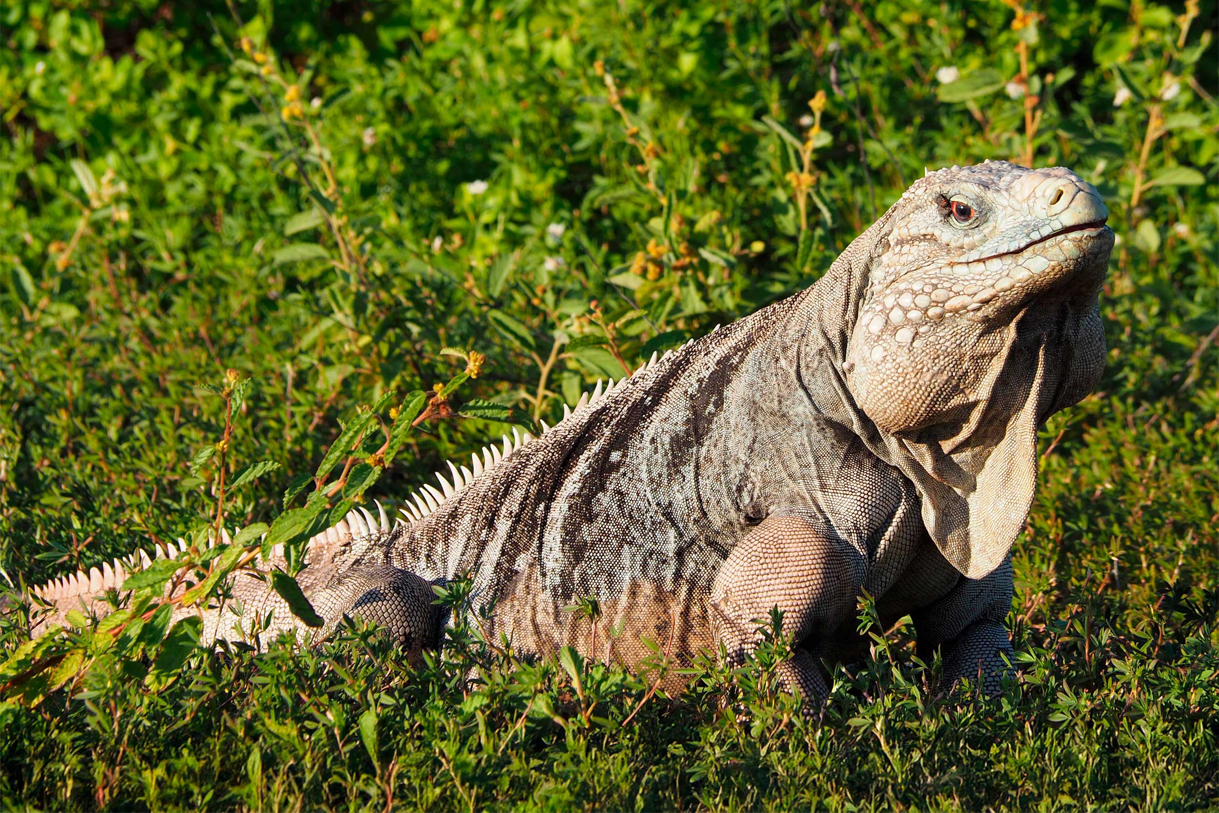 A large male iguana stood amongst green foliage