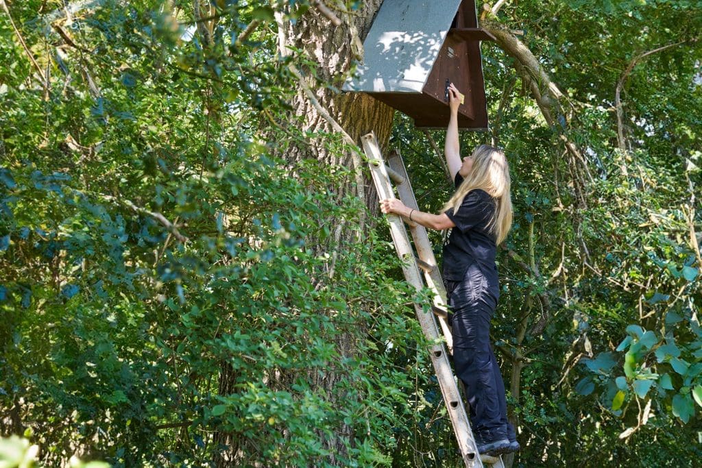 A woman is on a ladder reaching up to a large triangular nest box mounted in a tree