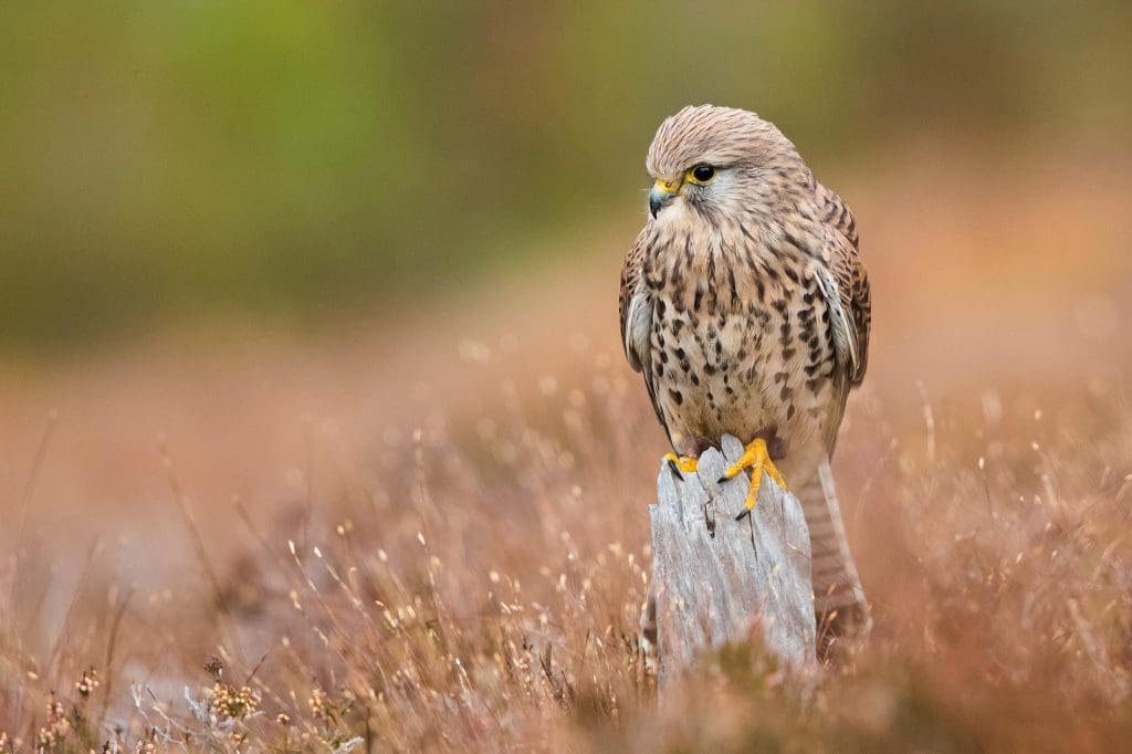 A Kestrel is perched on a tree stump