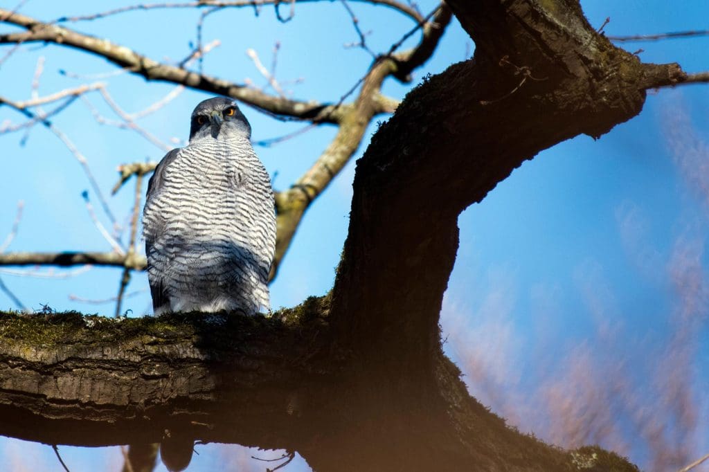 A Goshawk sits on a tree branch