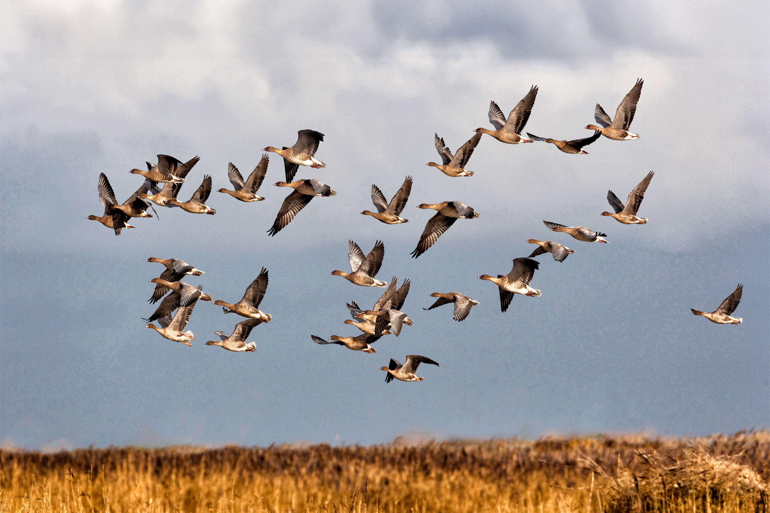 Goose-roost_1041148-Ernie-Janes-(rspb-images.com)-HR A flock of Pink-footed Geese in flight