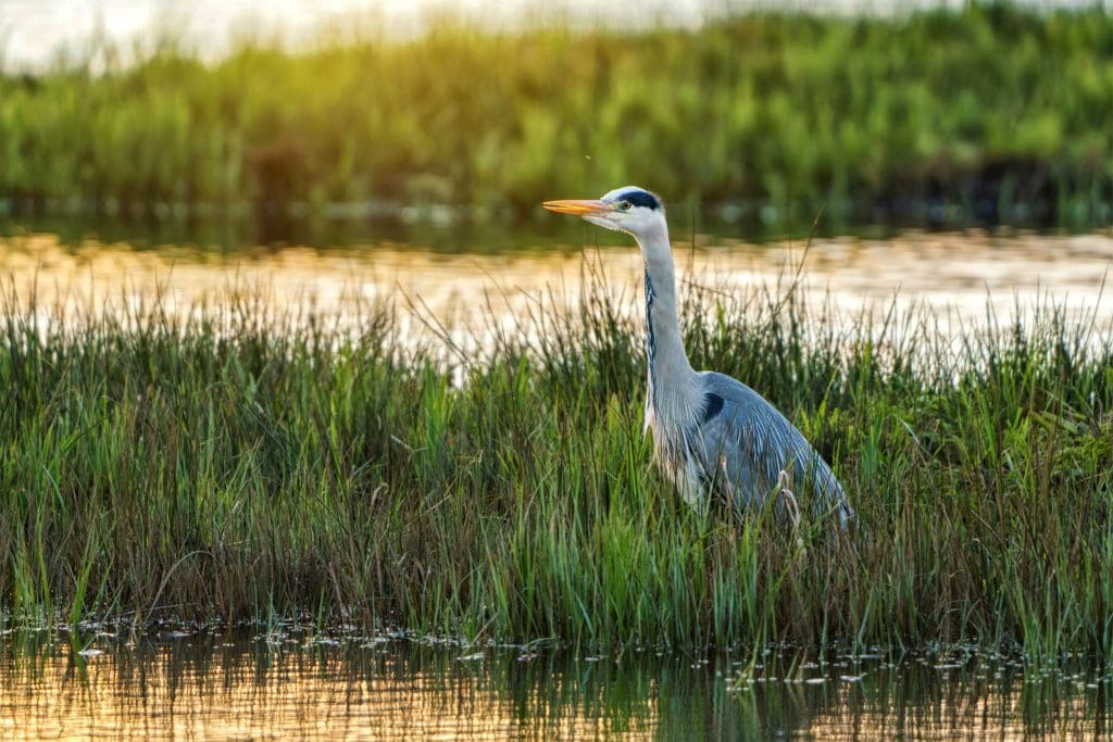 A Grey Heron stood in the water among some reeds