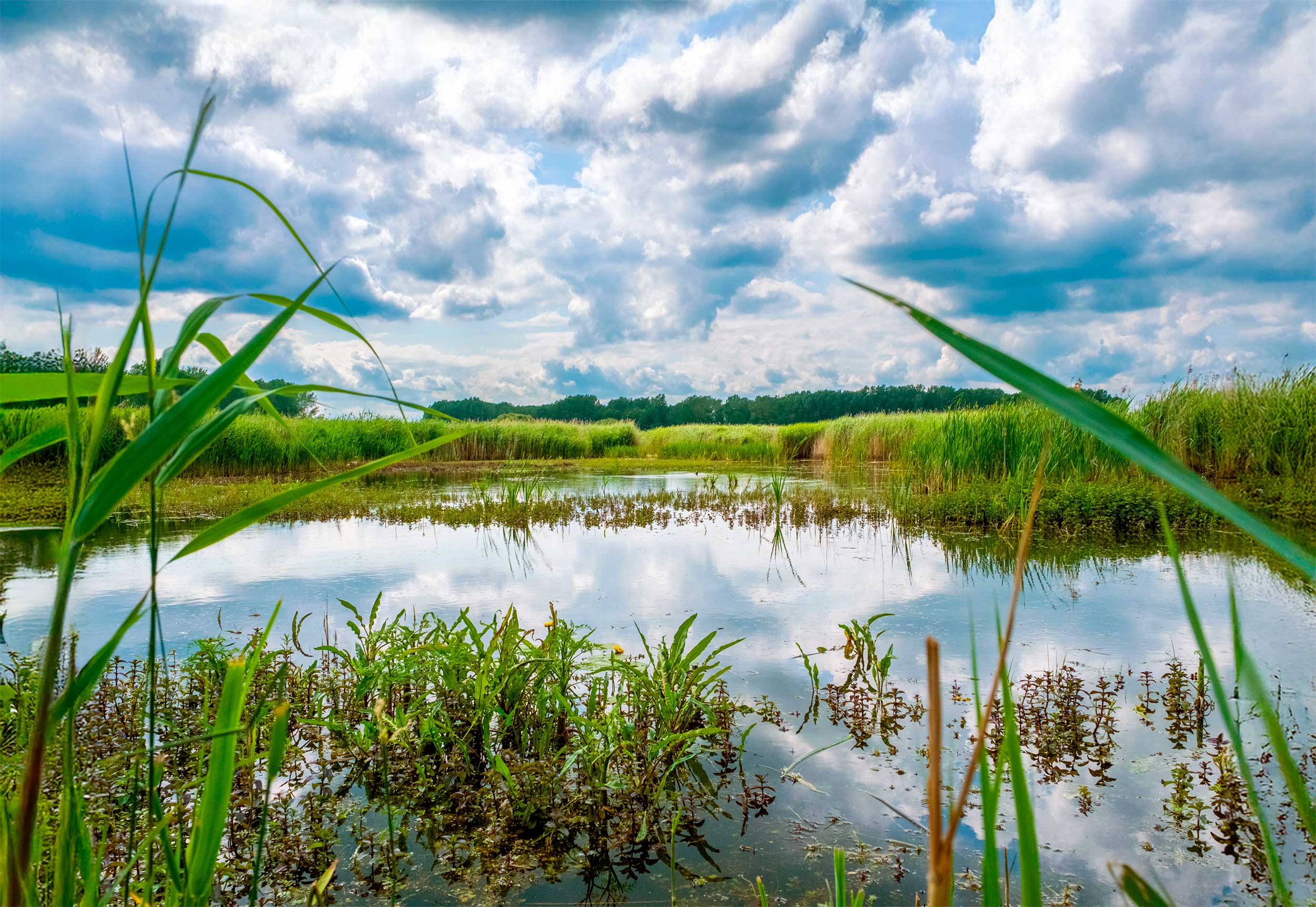 A landscape shot of Lakenheath Fen, a body of water with a cloudy bright blue sky