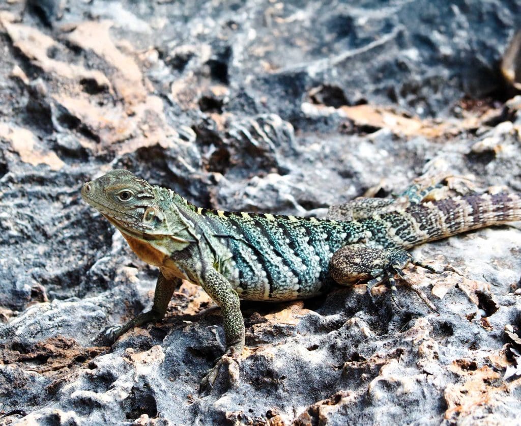 An iguana on a rock