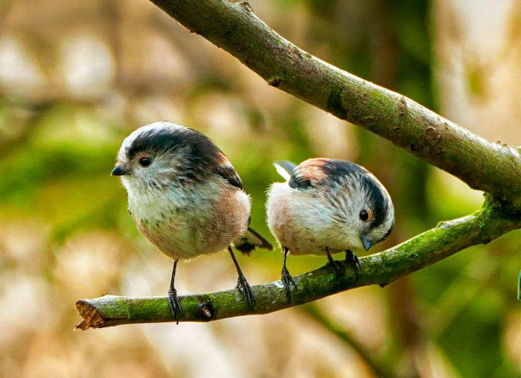 A pair of Long-tailed Tits perched on a branch