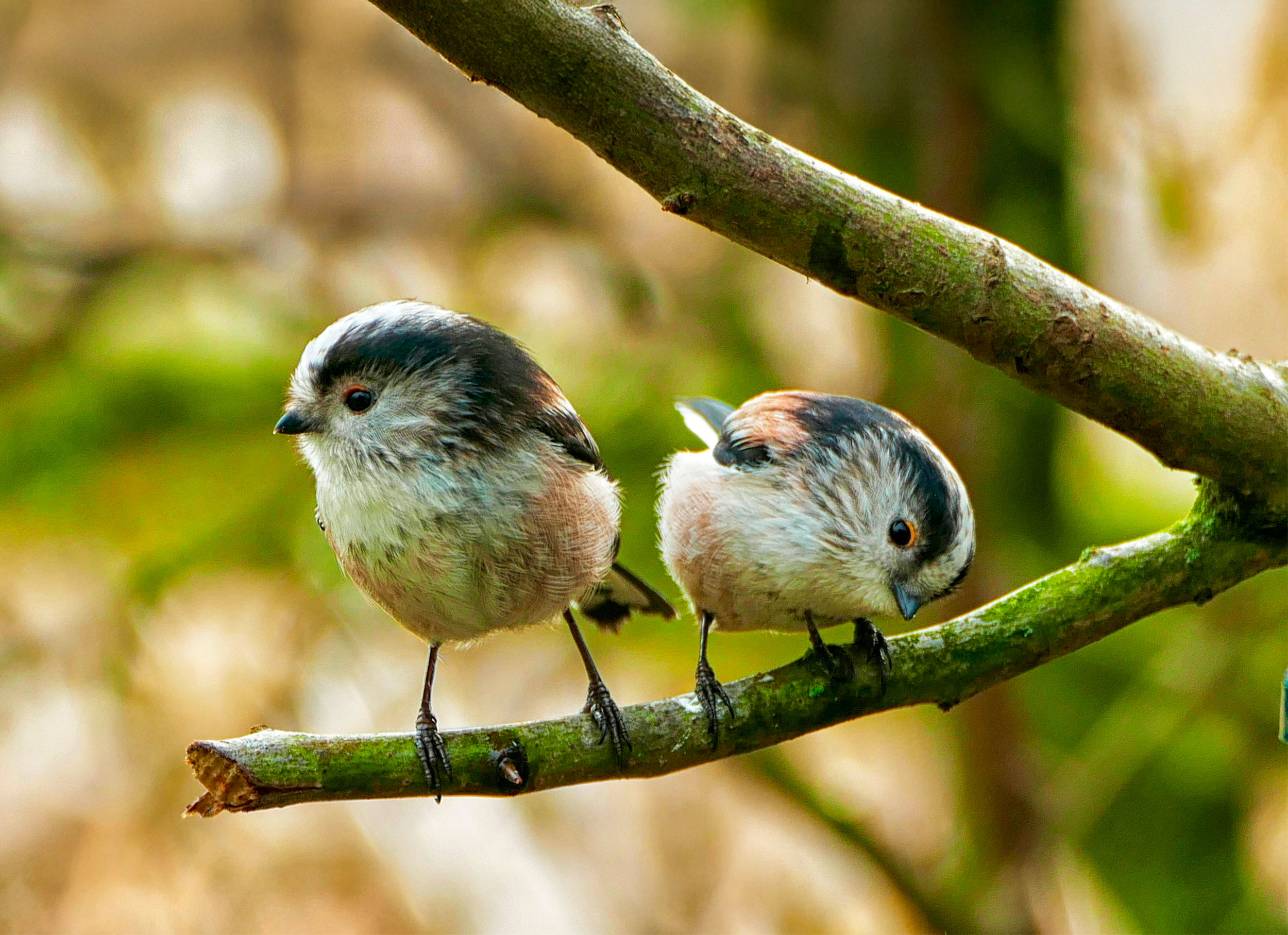 A pair of Long-tailed Tits perched on a branch