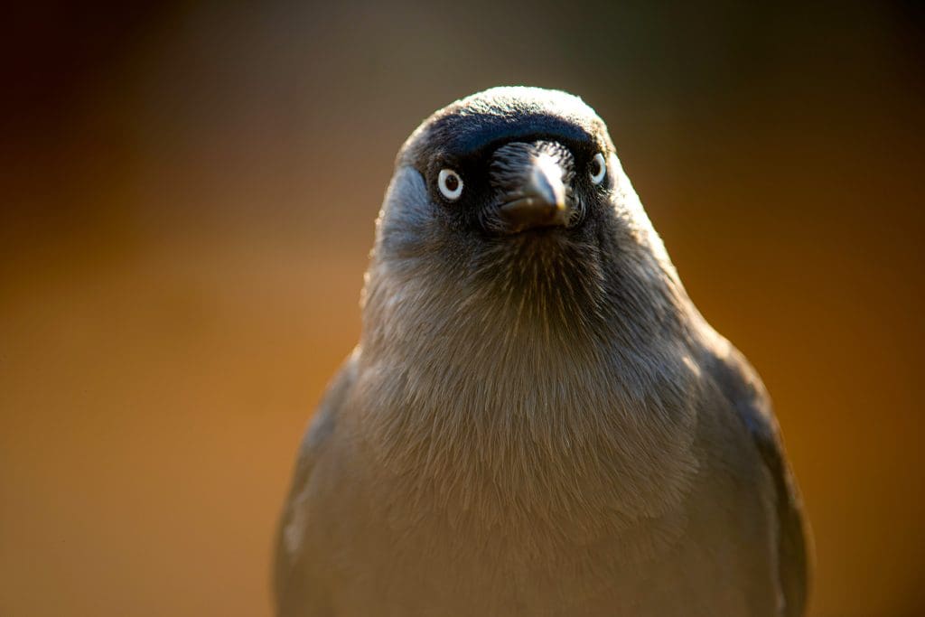 A Jackdaw looking at the camera