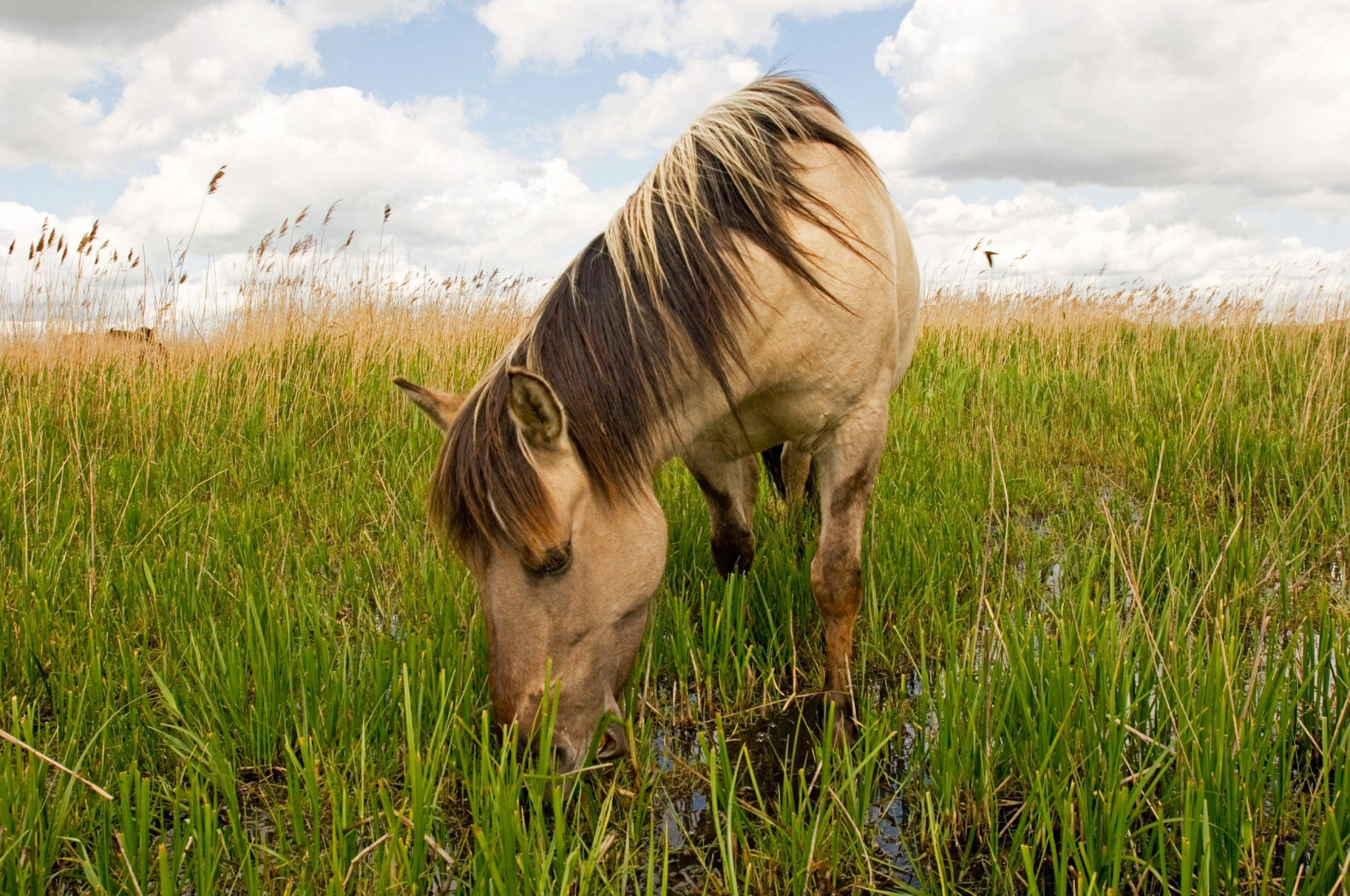 A Konik Pony grazing on some grass