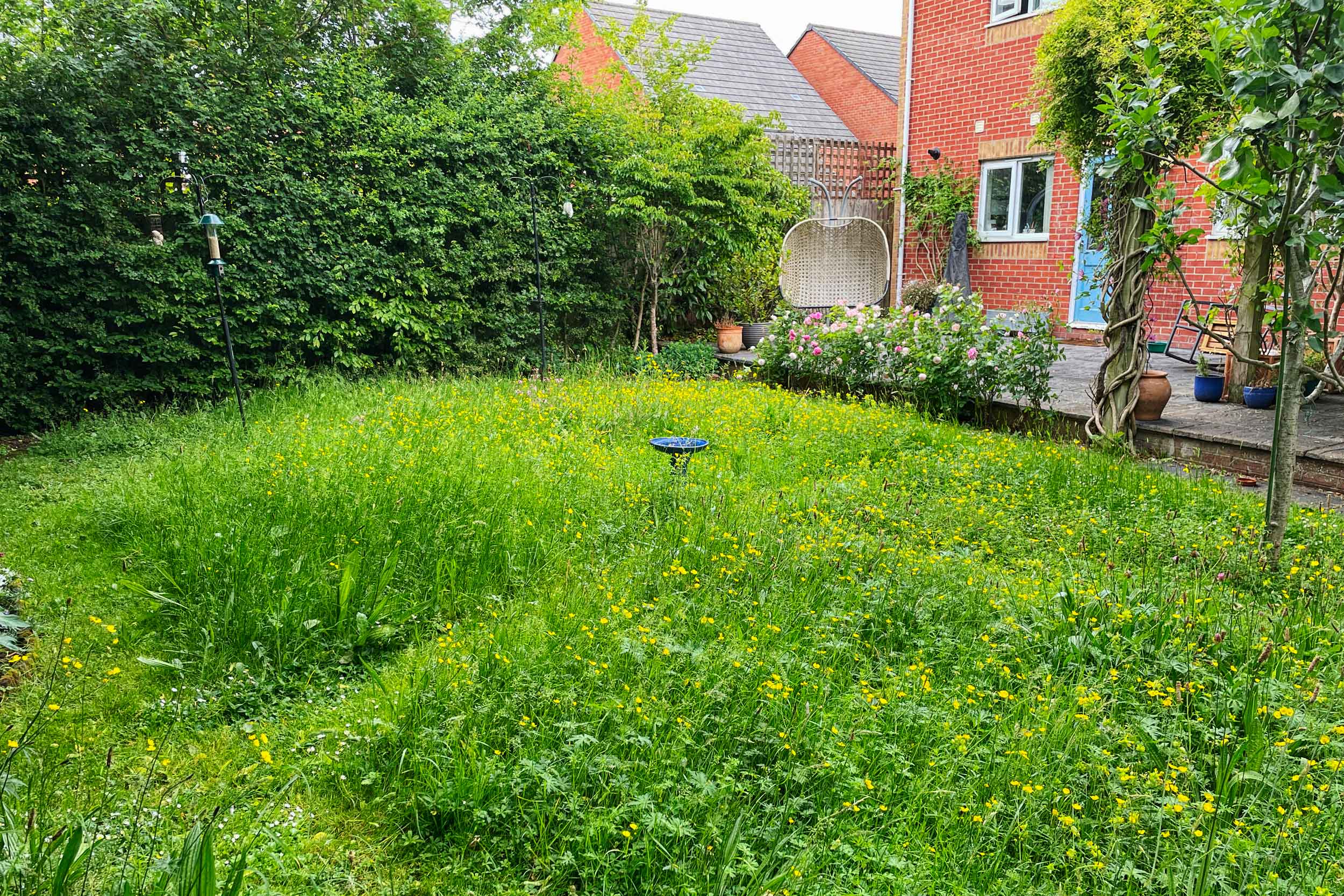 A back garden left to grow wild with long grass and wild flowers
