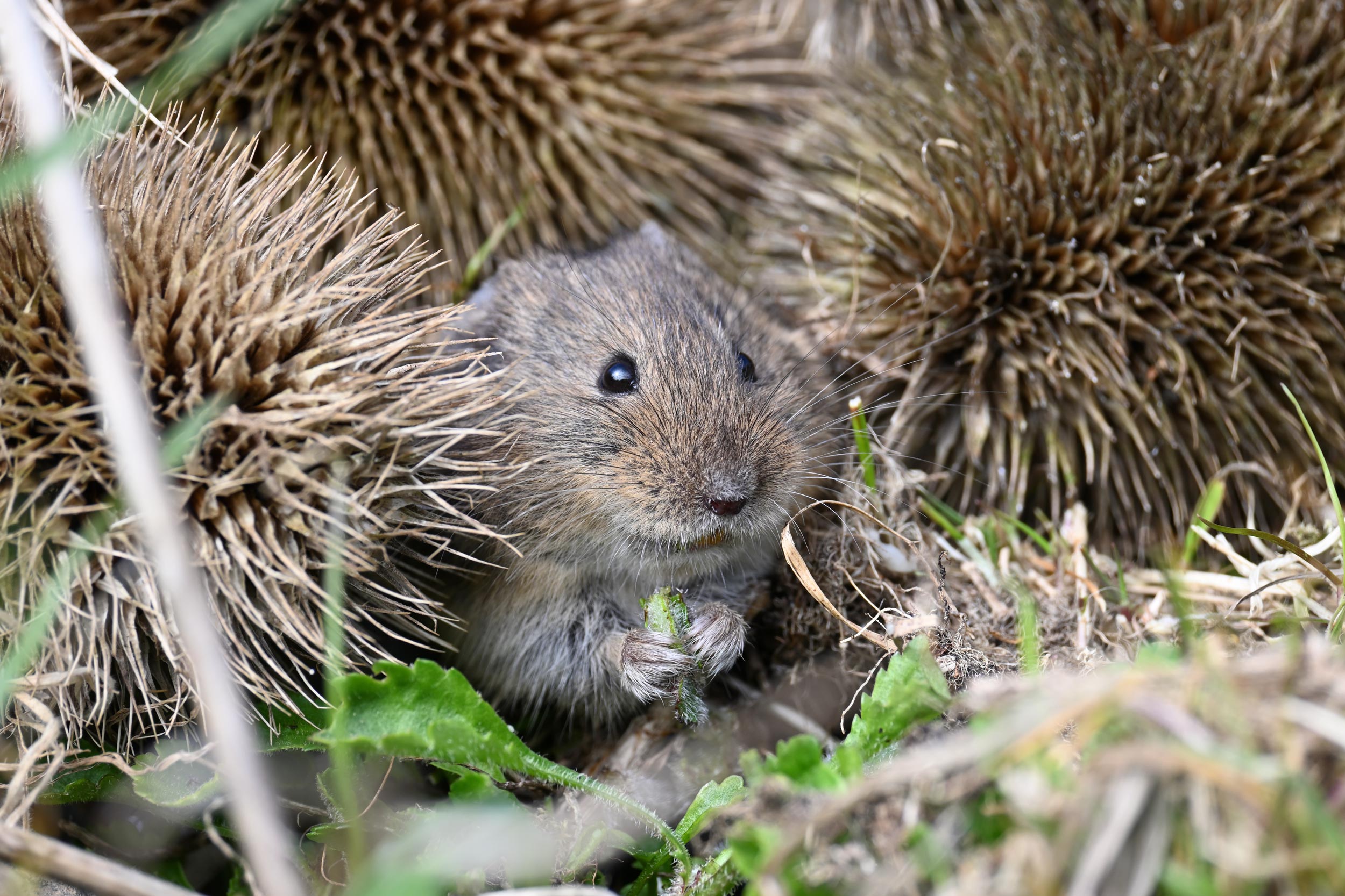 An Orkney Vole foraging amongst some teasels