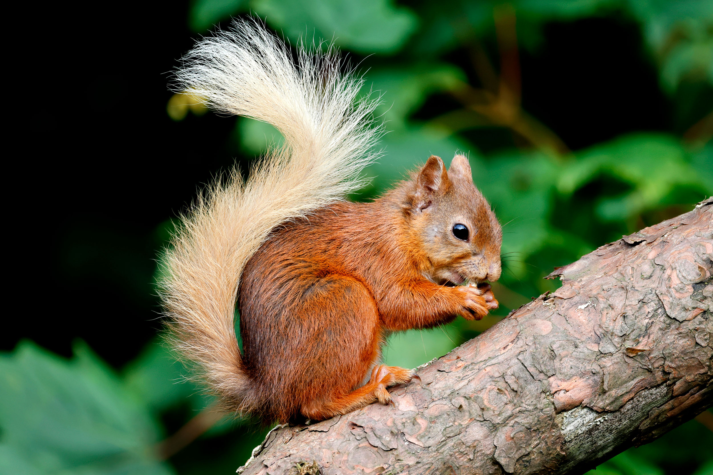 Red-Squirrel-watch_2248572-Genevieve-Leaper–(rspb-images.com)-HR A Red Squirrel sits on a branch eating a nut