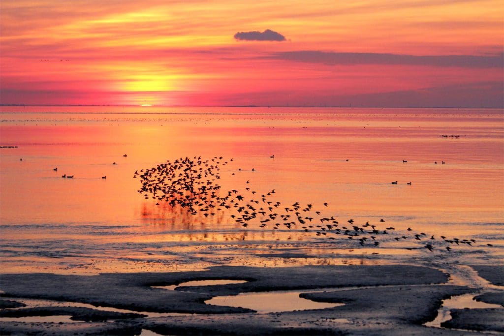 A photo taken at sunset of birds flying close to the water