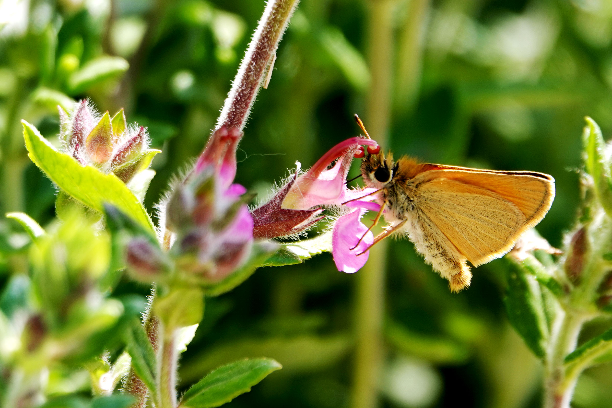 An Essex Skipper butterfly feeding on a plant