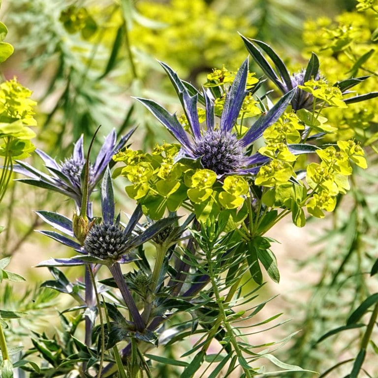Purple Eryngiums and Euphorbias