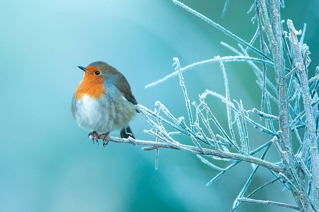 1. Robin_2161488_Ben Andrew (rspb-images.com) A Robin perches on a frosty branch