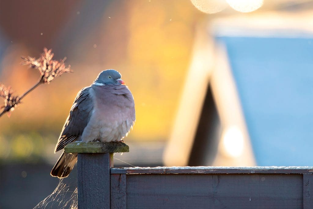 4. Woodpigeon_2184689_Ben-Andrew-(rspb-images.com) A Woodpigeon sits on a frosty fence post