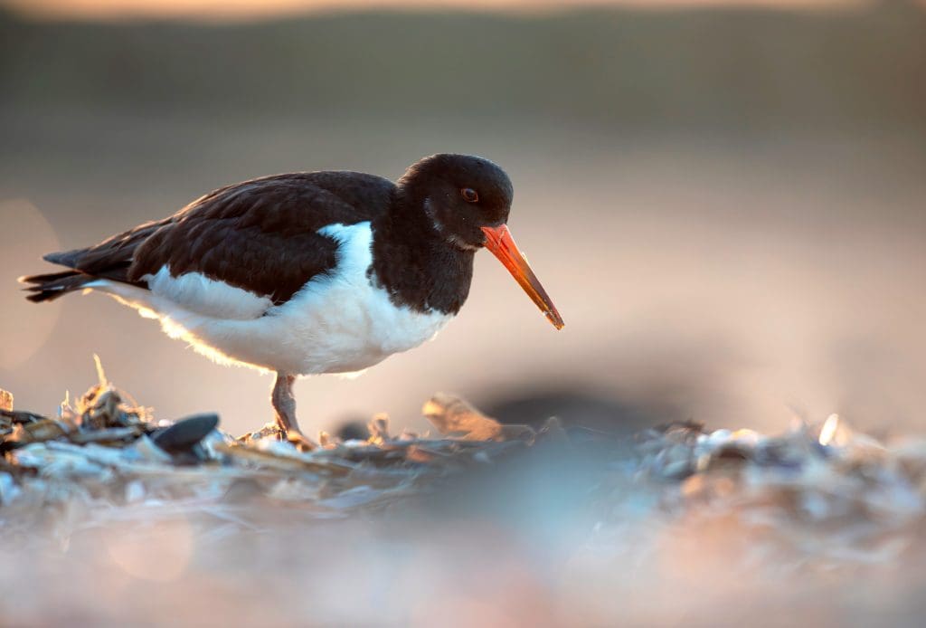 6. Oystercatcher_2269124_Ben-Andrew-(rspb-images.com) An Oystercatcher foraging on a beach