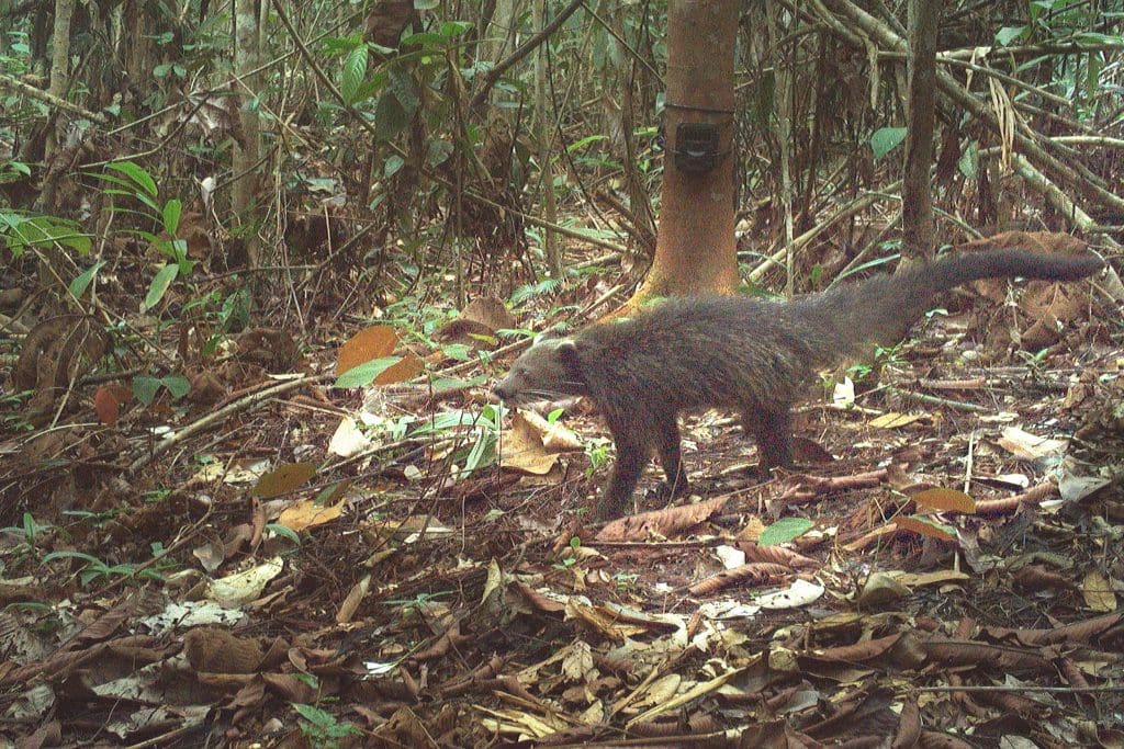A binturong caught on a camera trap in the rainforest