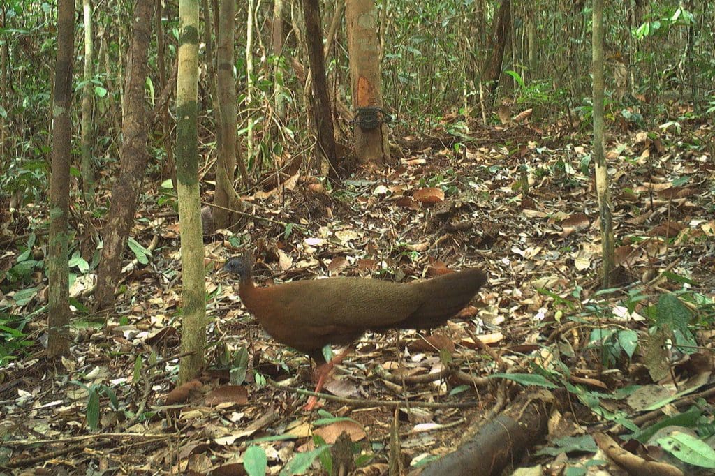 A Great Argus on a camera trap