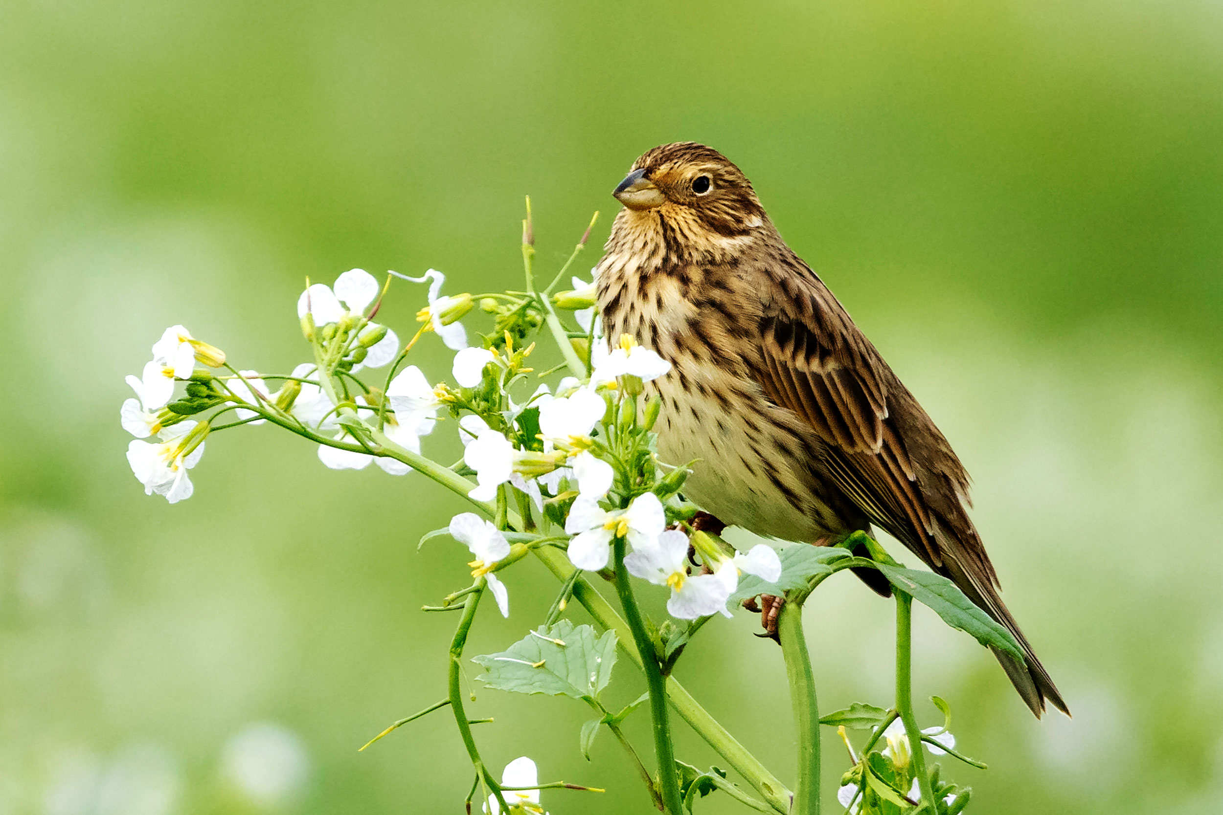 A Corn Bunting perches on some flowers