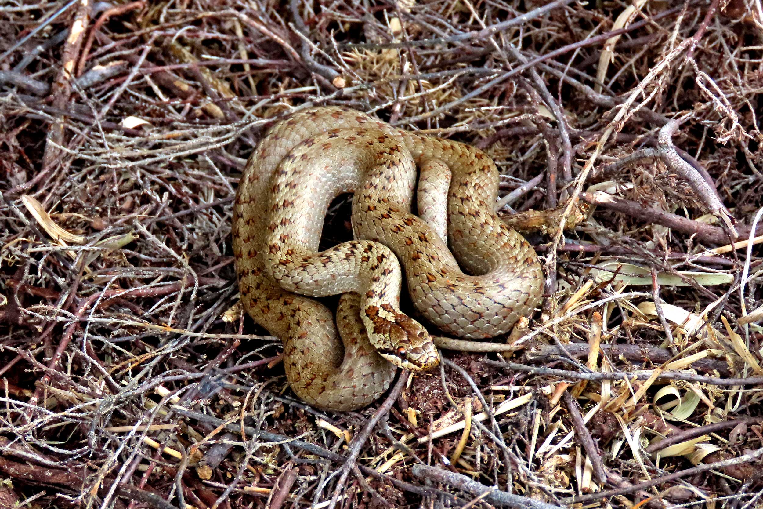 A curled up Smooth Snake in some twigs