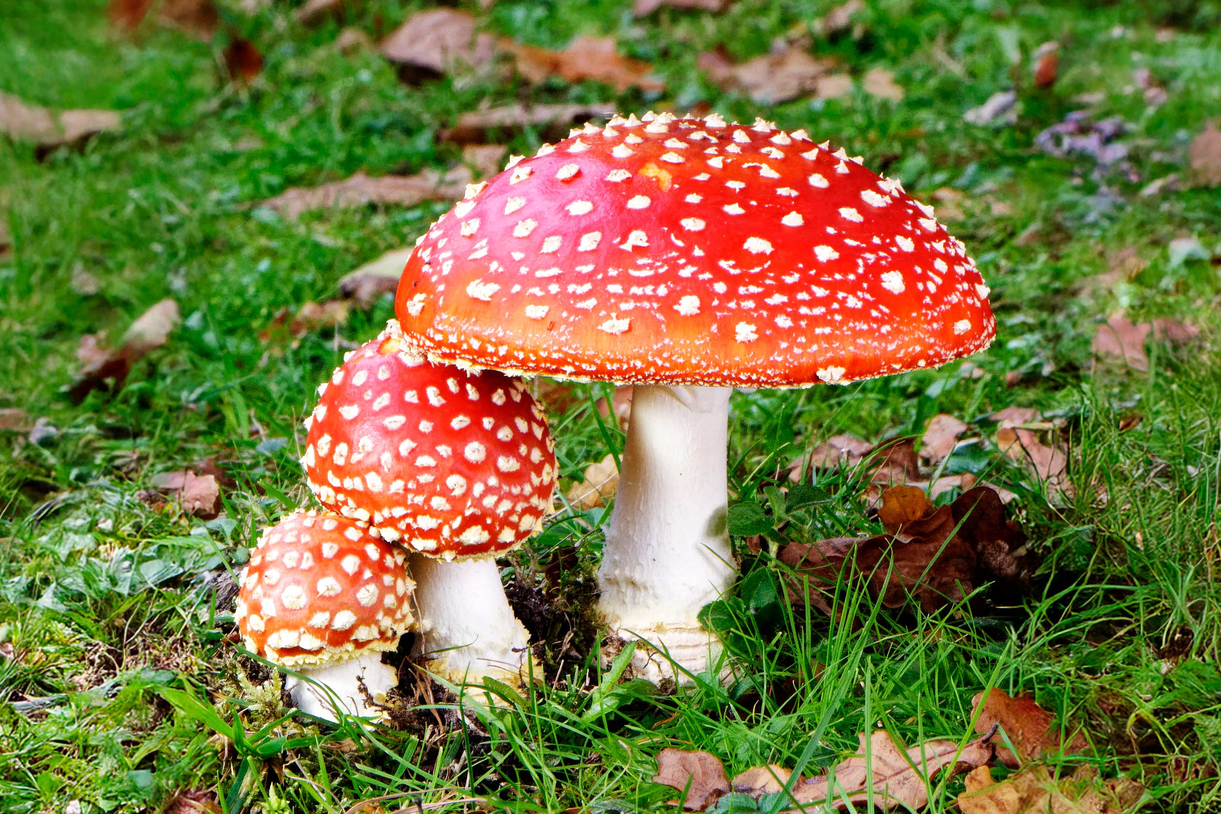 Three Fly Agaric mushrooms on grass