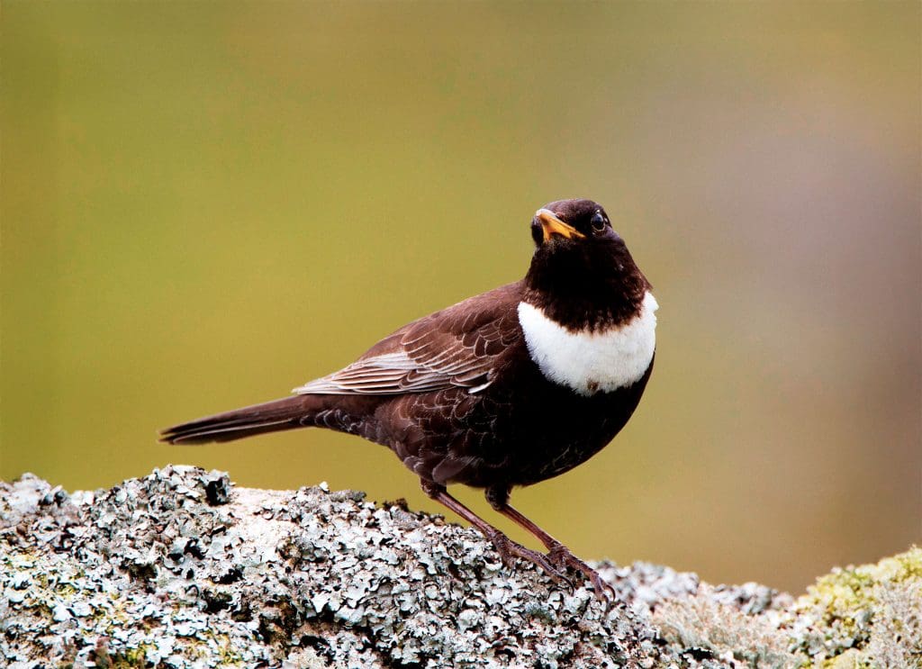 Ring Ouzel