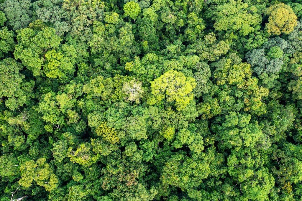 An aerial view of Gola Rainforest showing dense tree cover