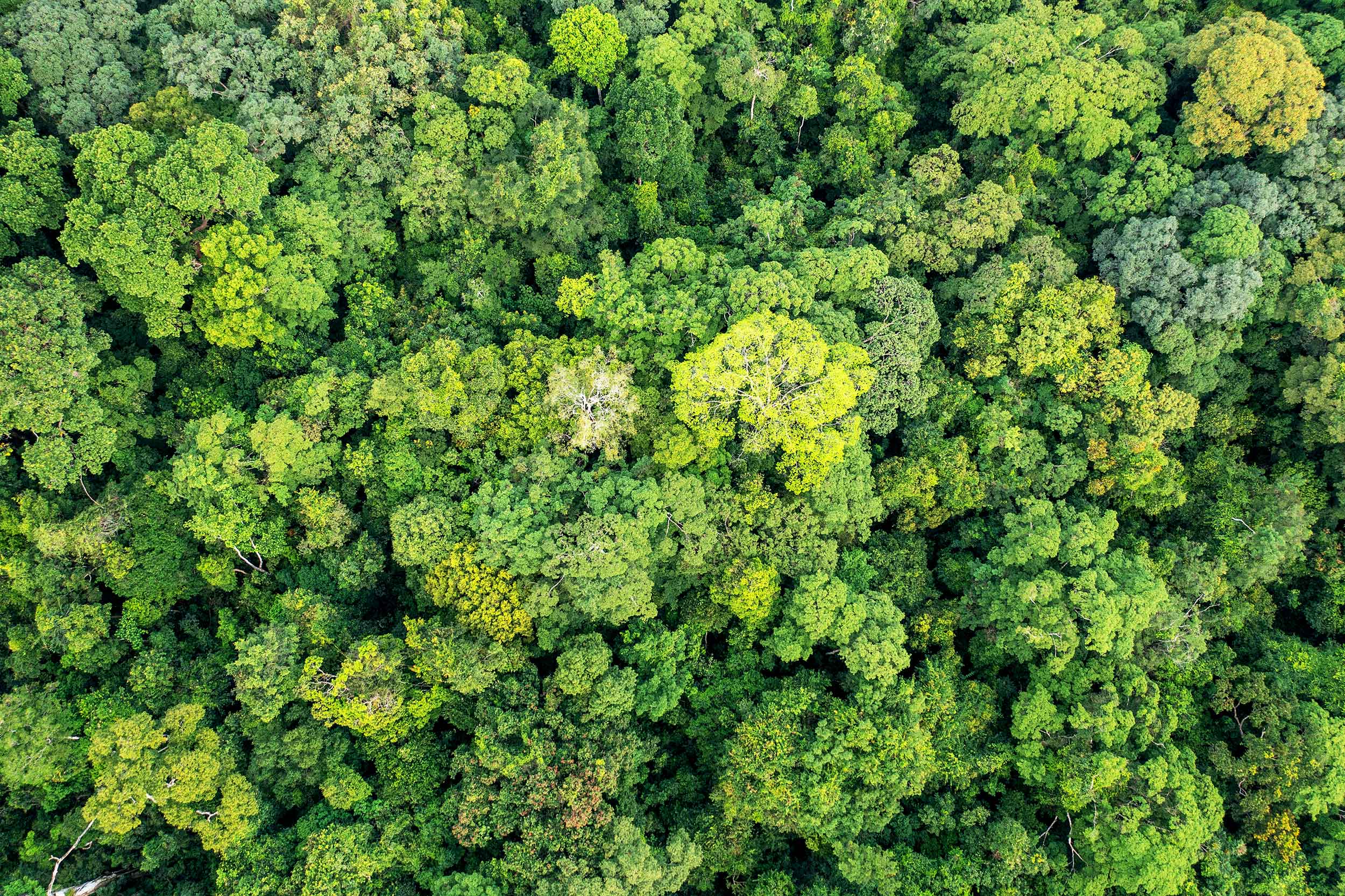 An aerial view of Gola Rainforest showing dense tree cover