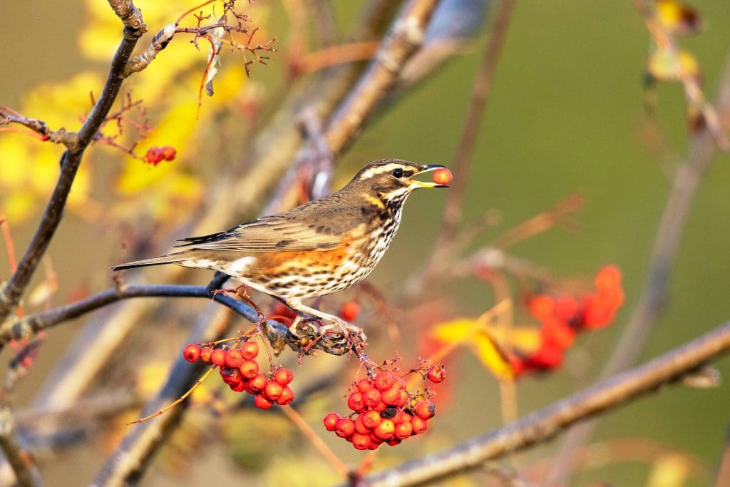 A Redwing sits in a bush with a berry in its mouth