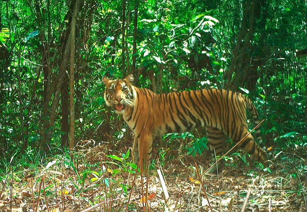 A Sumatran Tiger in the rainforest looks at a camera trap