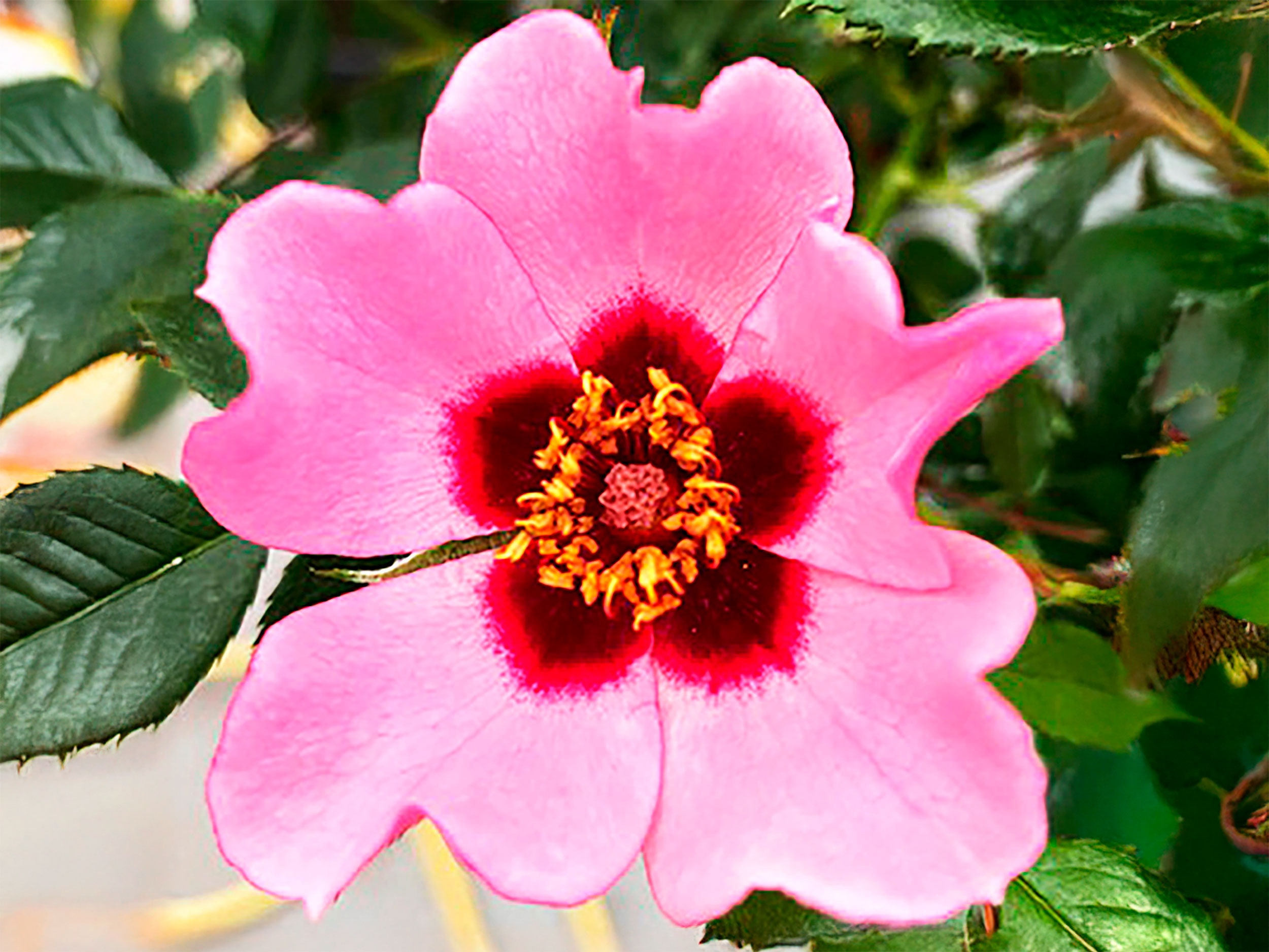 A close-up of a pink rose with a dark red centre