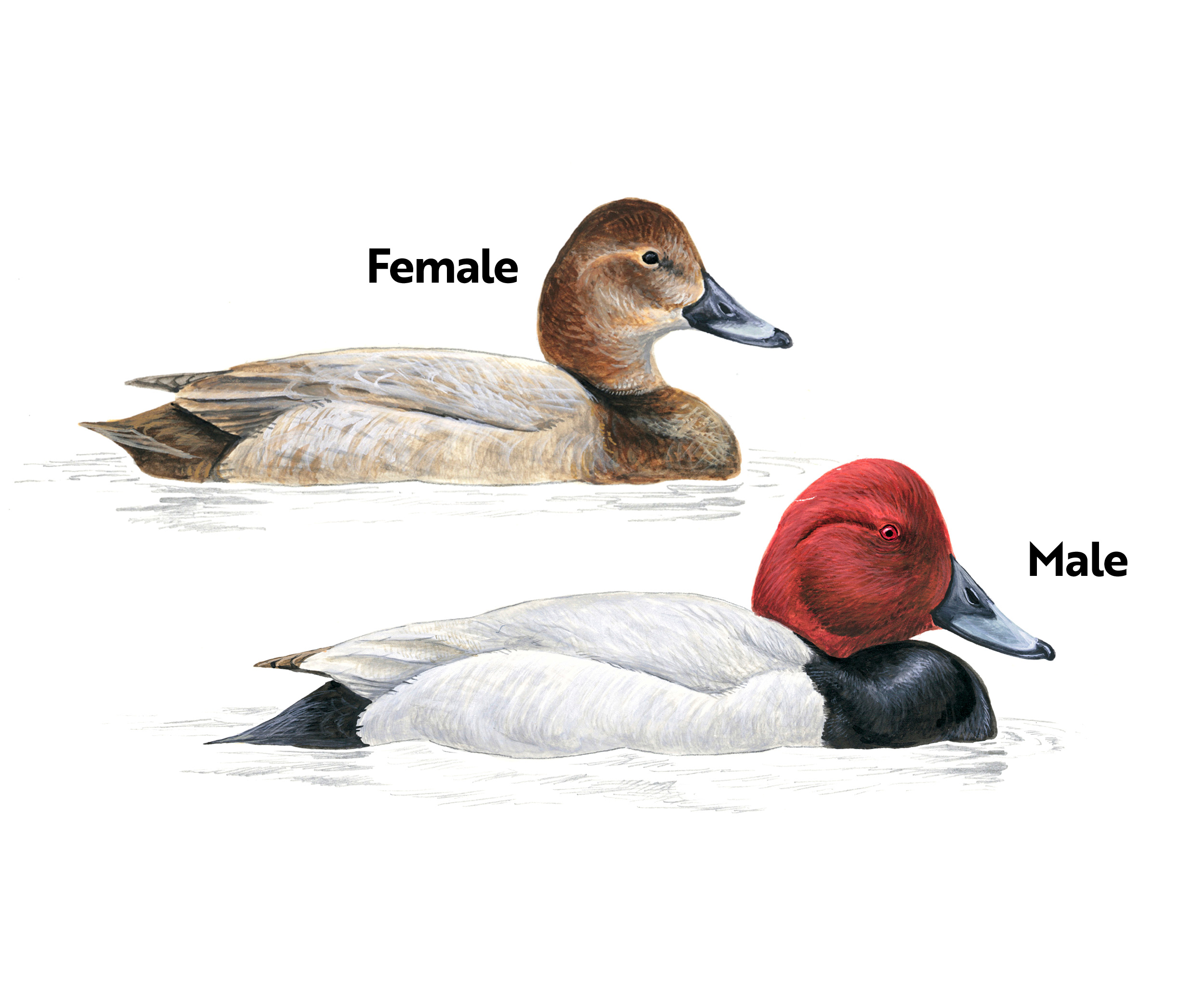 Male and female Pochard illustration