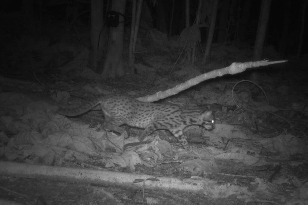 A Leopard Cat caught on a camera trap