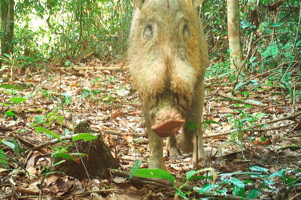 Bearded pig looks at camera on camera trap