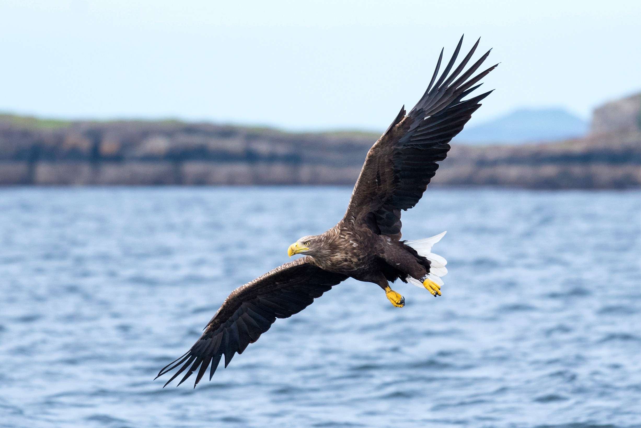 A White-tailed Eagle in flight above a body of water