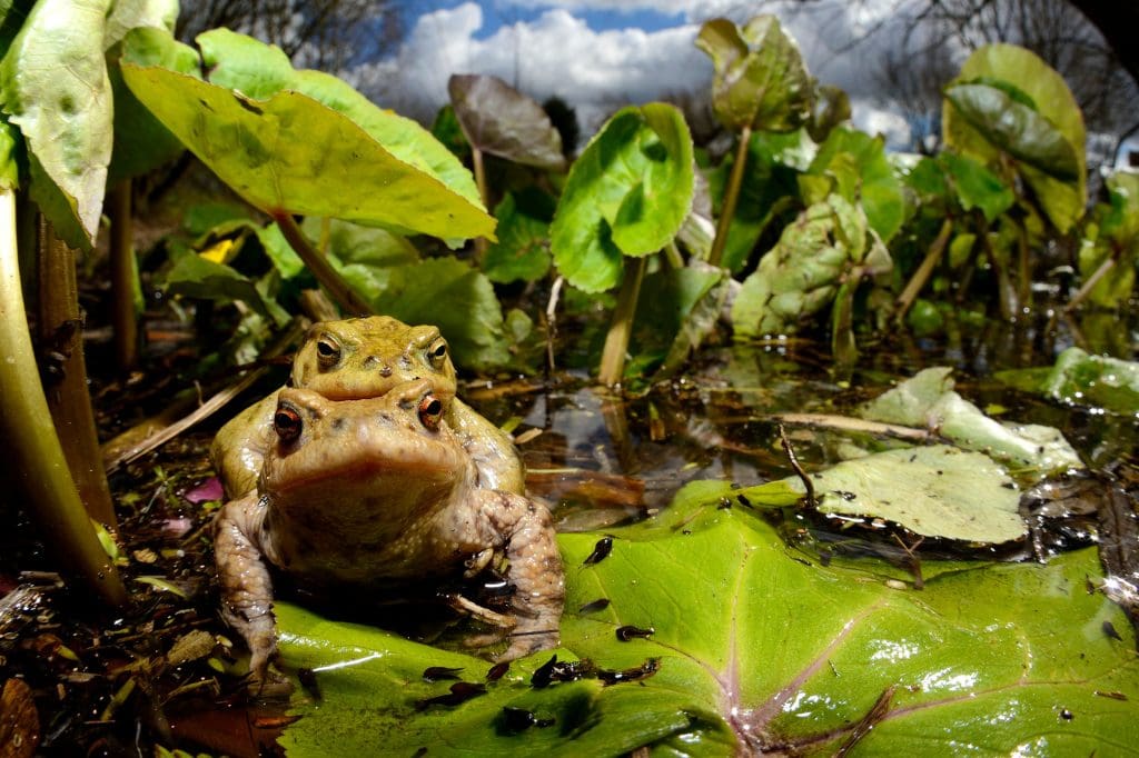 A pair of Common Toads mating in a pond