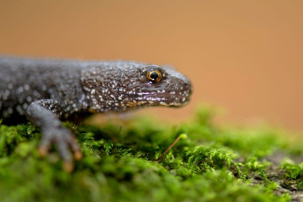 A close-up of the head of a Great Crested Newt
