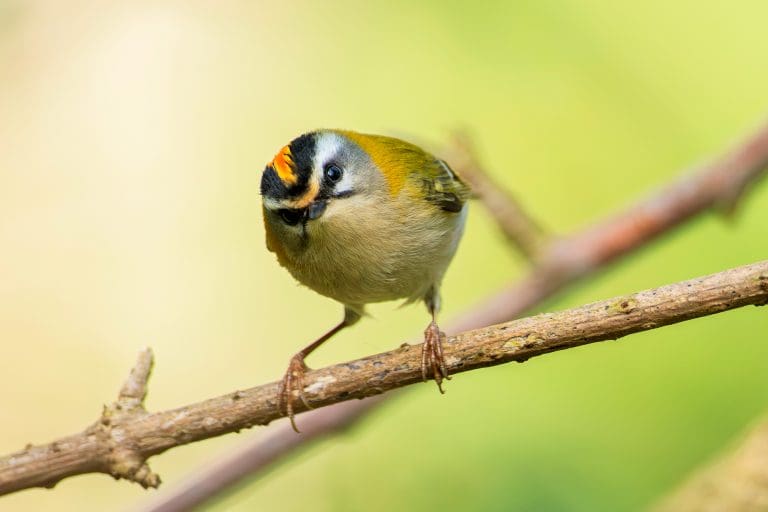 A Firecrest perches on a branch looking at the camera