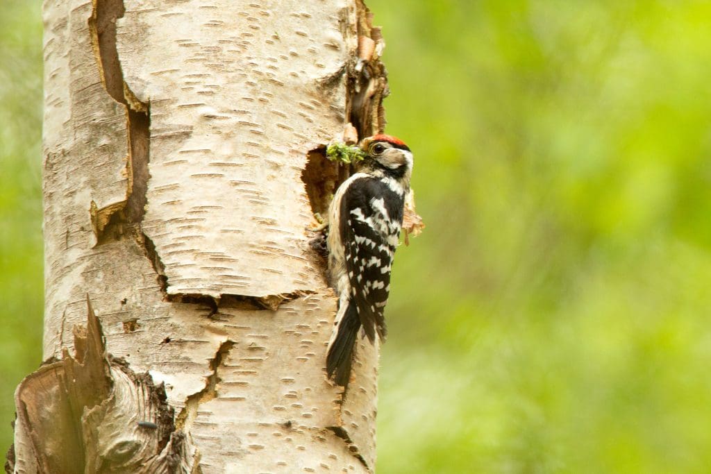 A Lesser Spotted Woodpecker clings to a tree with a mouthful of food