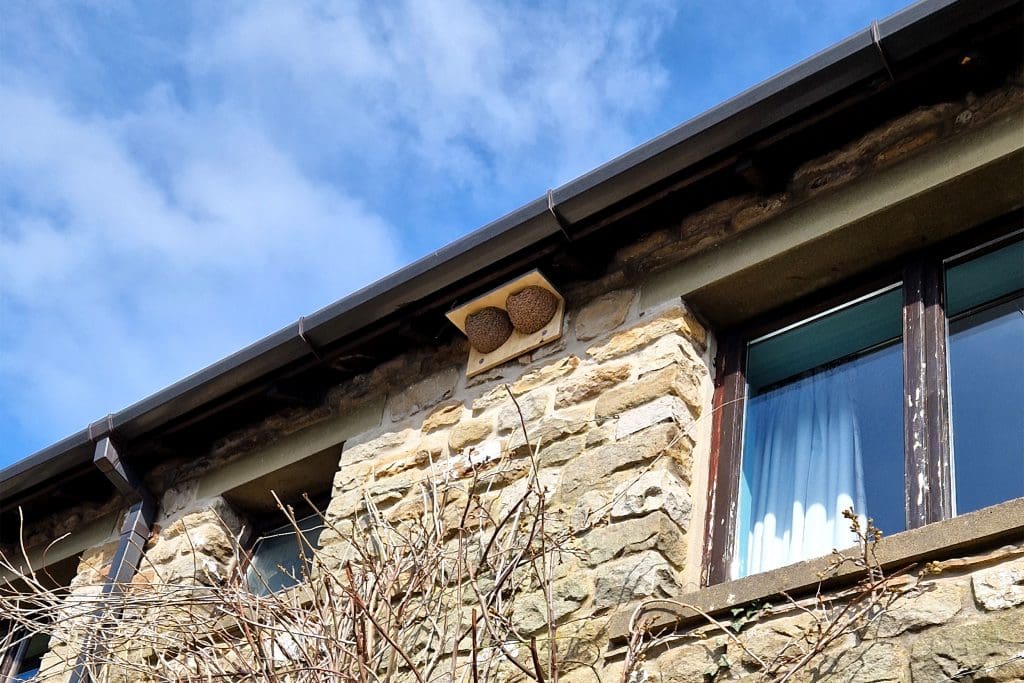 Two House Martin cup nests installed under the eaves of a house