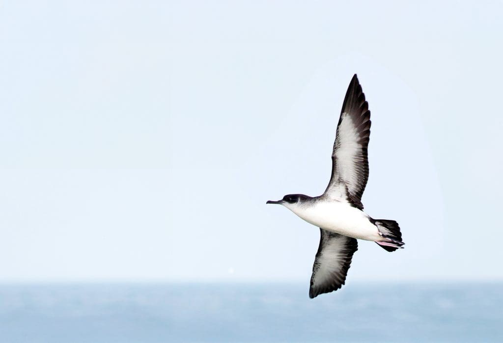 A flying Manx Shearwater
