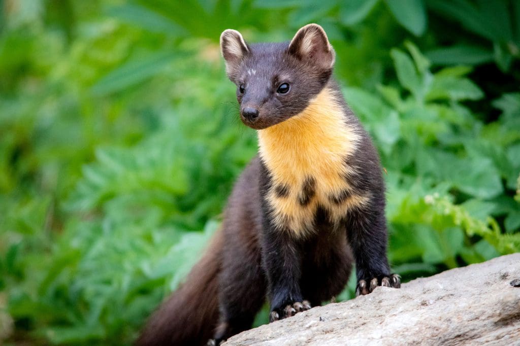 PineMarten_RebeccaWinstanley