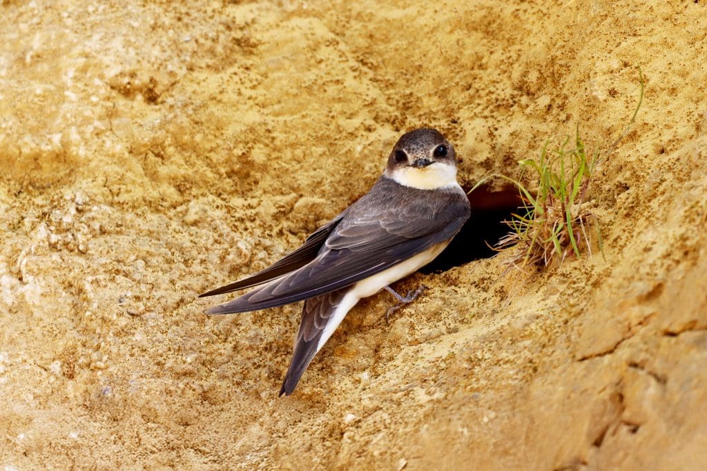 Sand-Martin_MargaretRoberts
