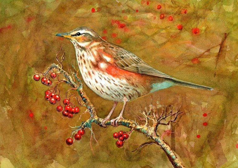 A watercolour painting of a Redwing perched on a branch with red berries