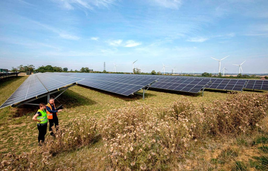 Two people look at thistle banks at a solar farm