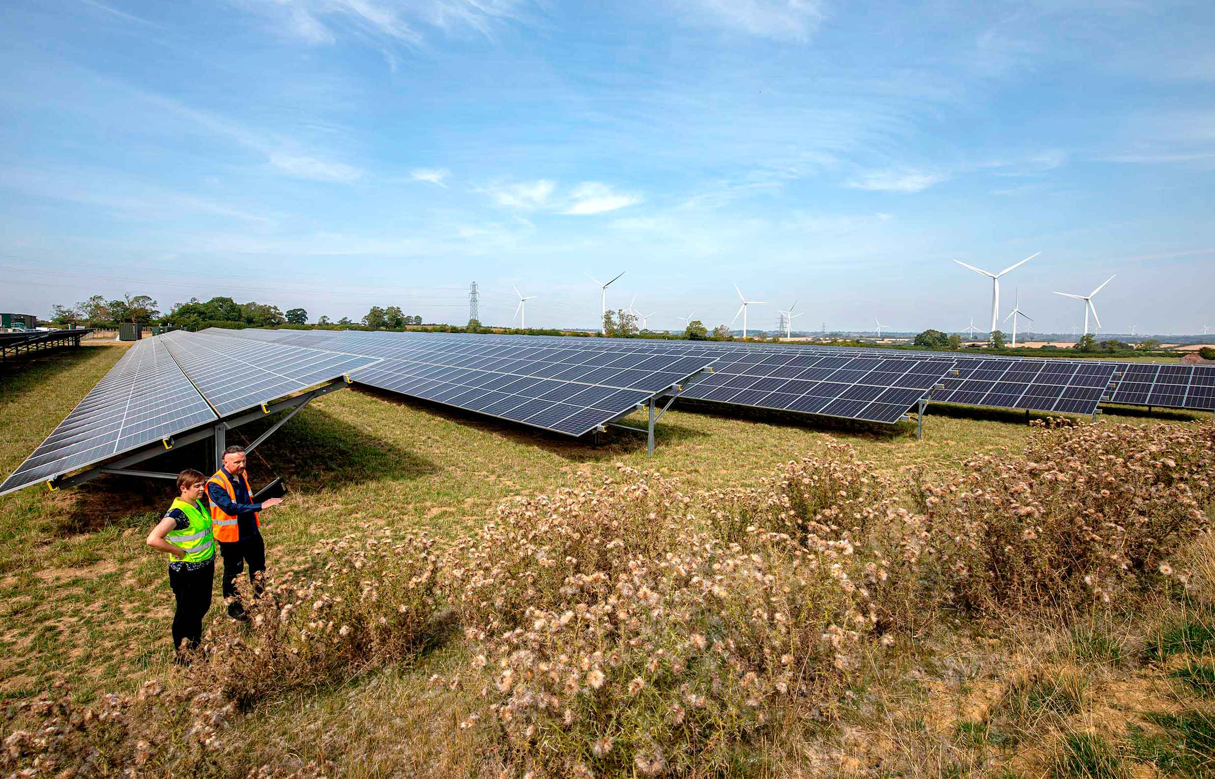 Two people look at thistle banks at a solar farm