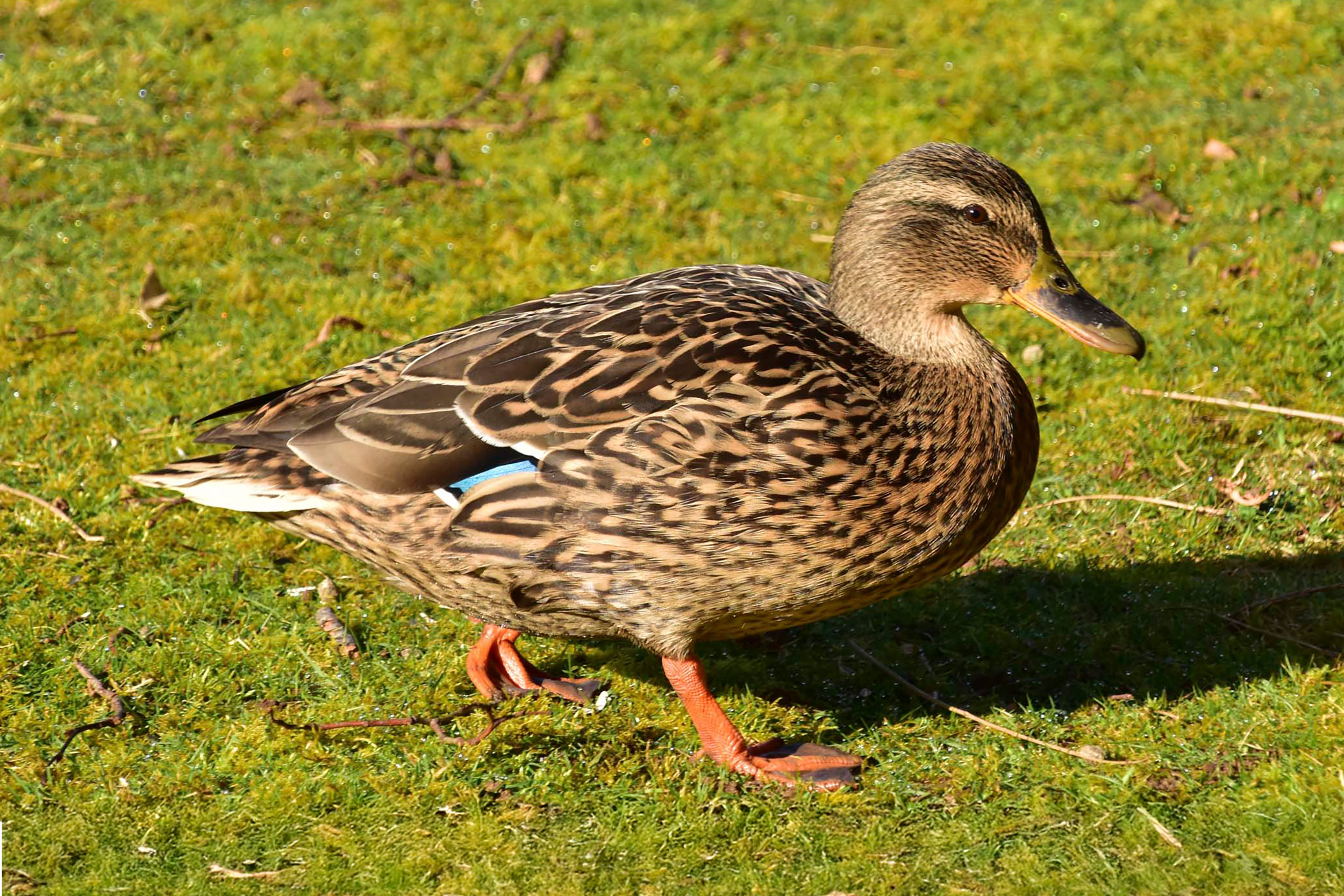 A female Mallard walking on grass